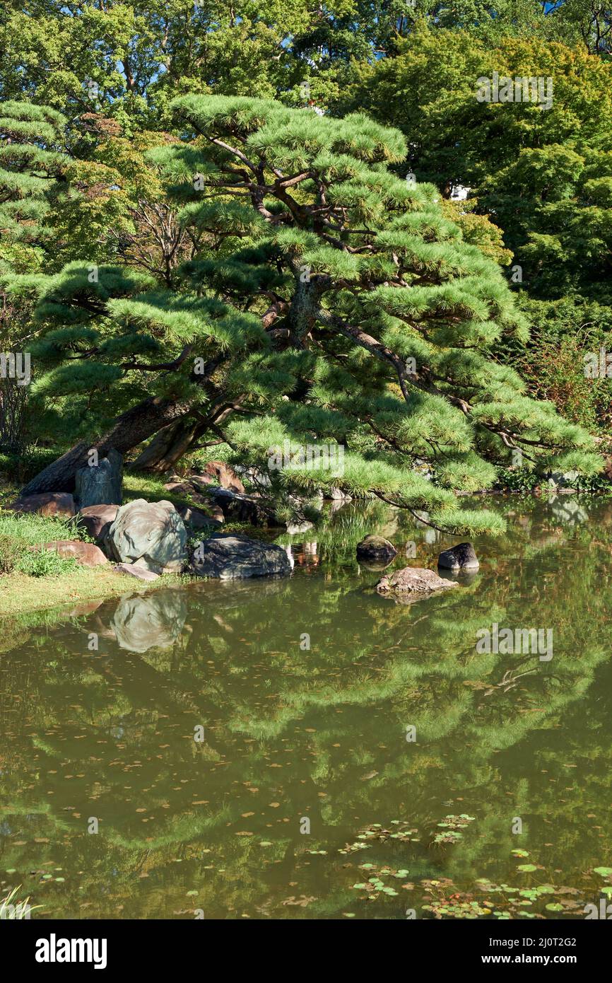 Pond in the Ninomaru Garden at the Tokyo Imperial Palace. Tokyo. Japan Stock Photo