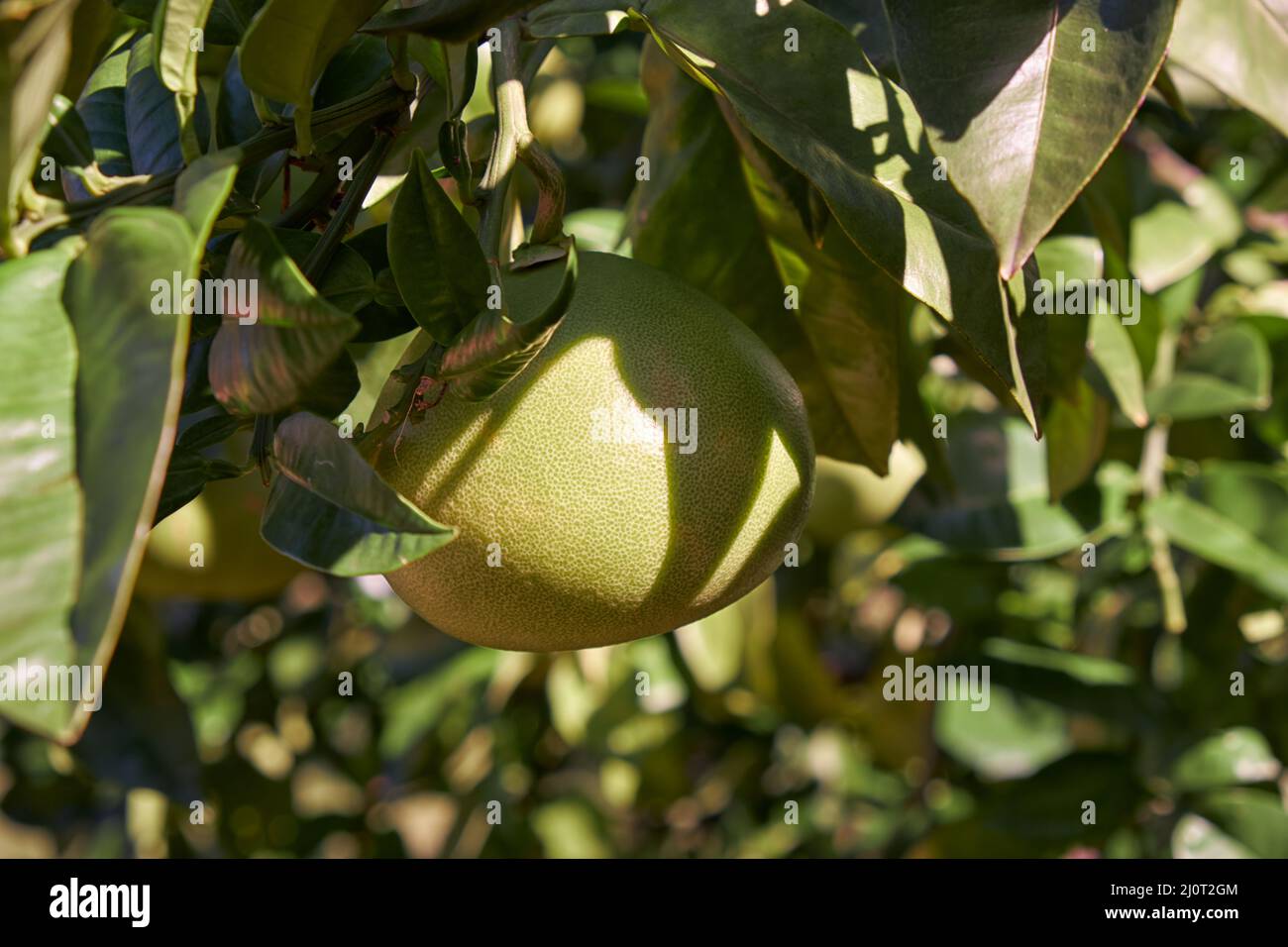 Pomelo (Citrus maxima) fruit hanging on branch of the citrus tree.. Japan Stock Photo