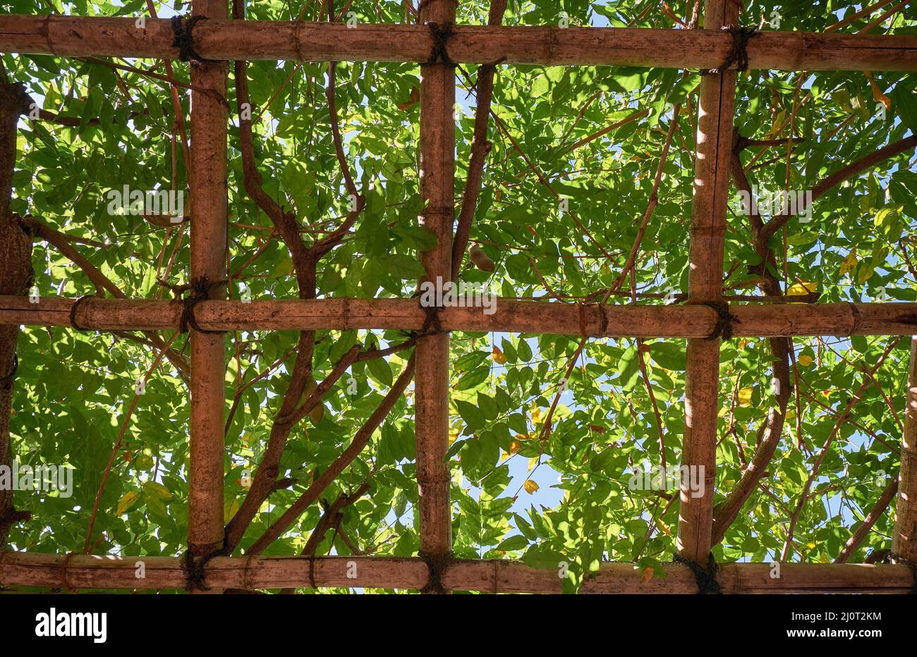 Bamboo pergola trellis supporting the liana tree. Japan Stock Photo