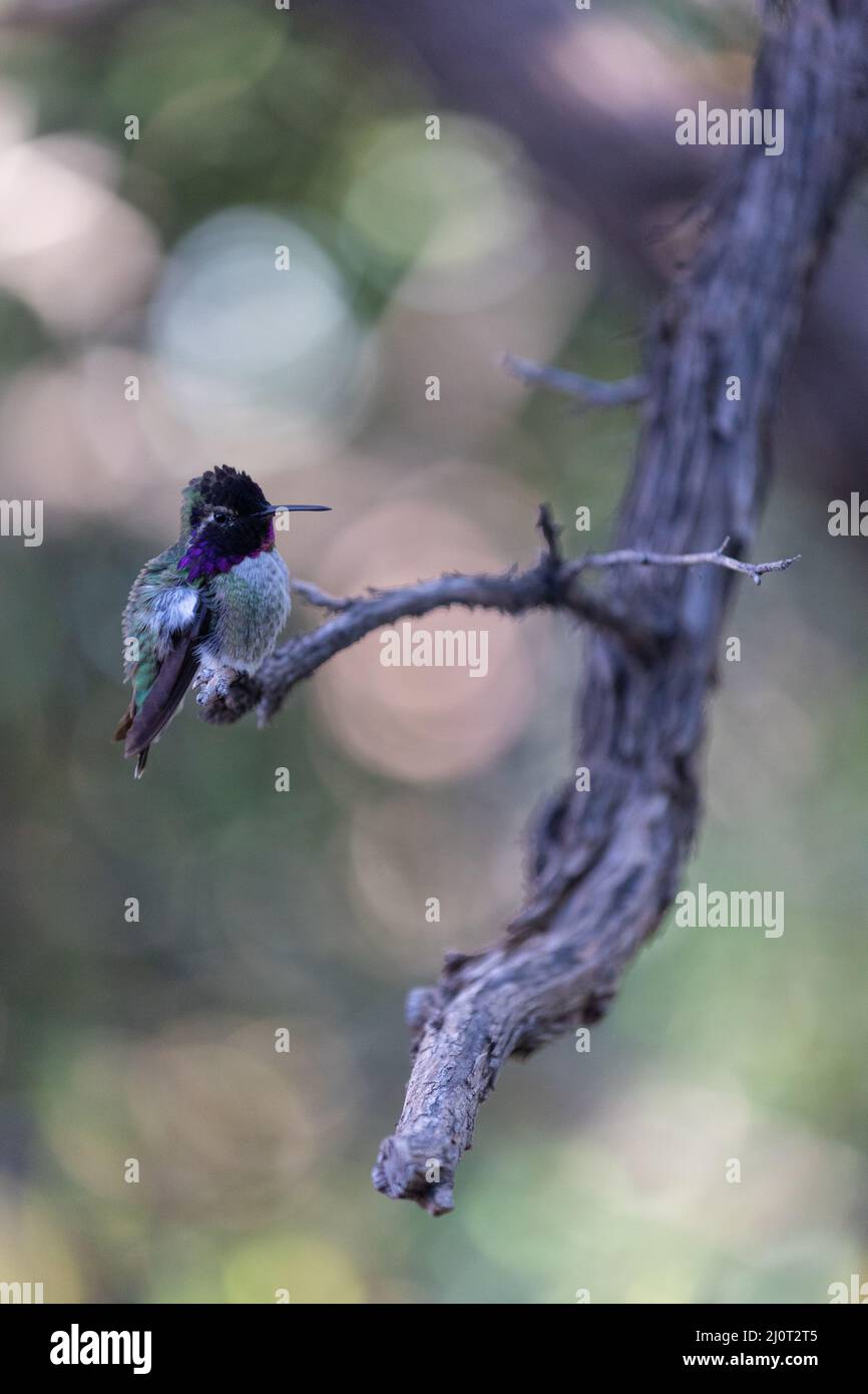 Costa's hummingbird on a branch Stock Photo