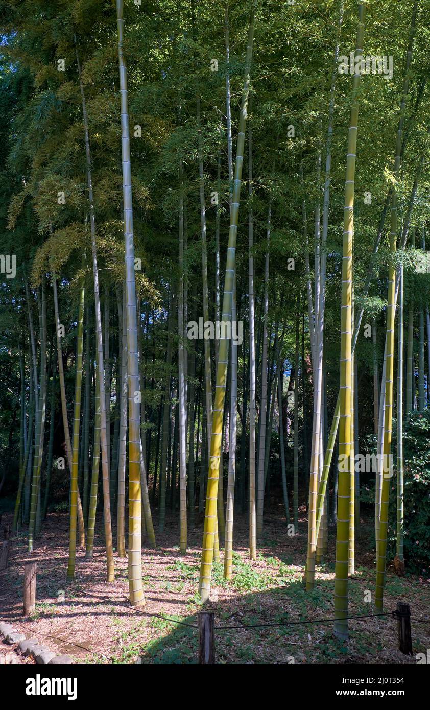 Bamboo Grove of the former Edo castle garden. Tokyo. Japan Stock Photo Alamy