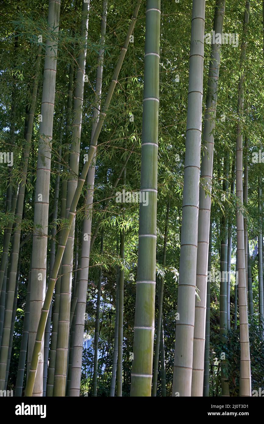 Bamboo Grove of the former Edo castle garden. Tokyo. Japan Stock Photo Alamy