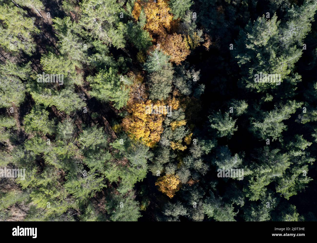 Aerial top view of green and yellow trees in forest in rural Cyprus in autumn. Stock Photo