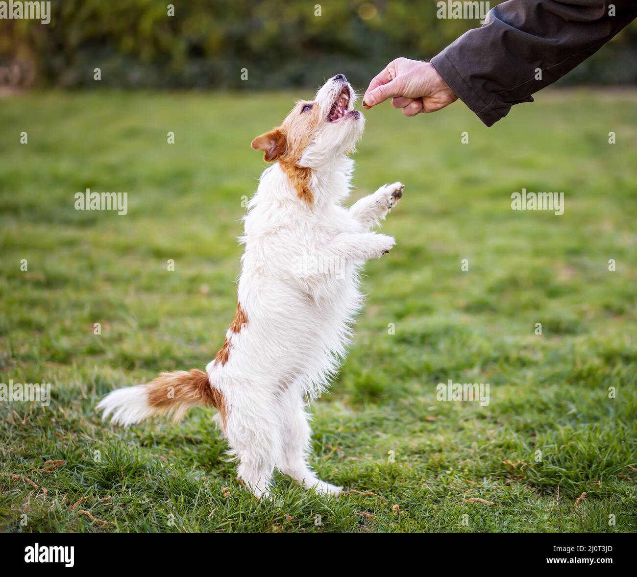 Funny dancing dog hi res stock photography and images Alamy