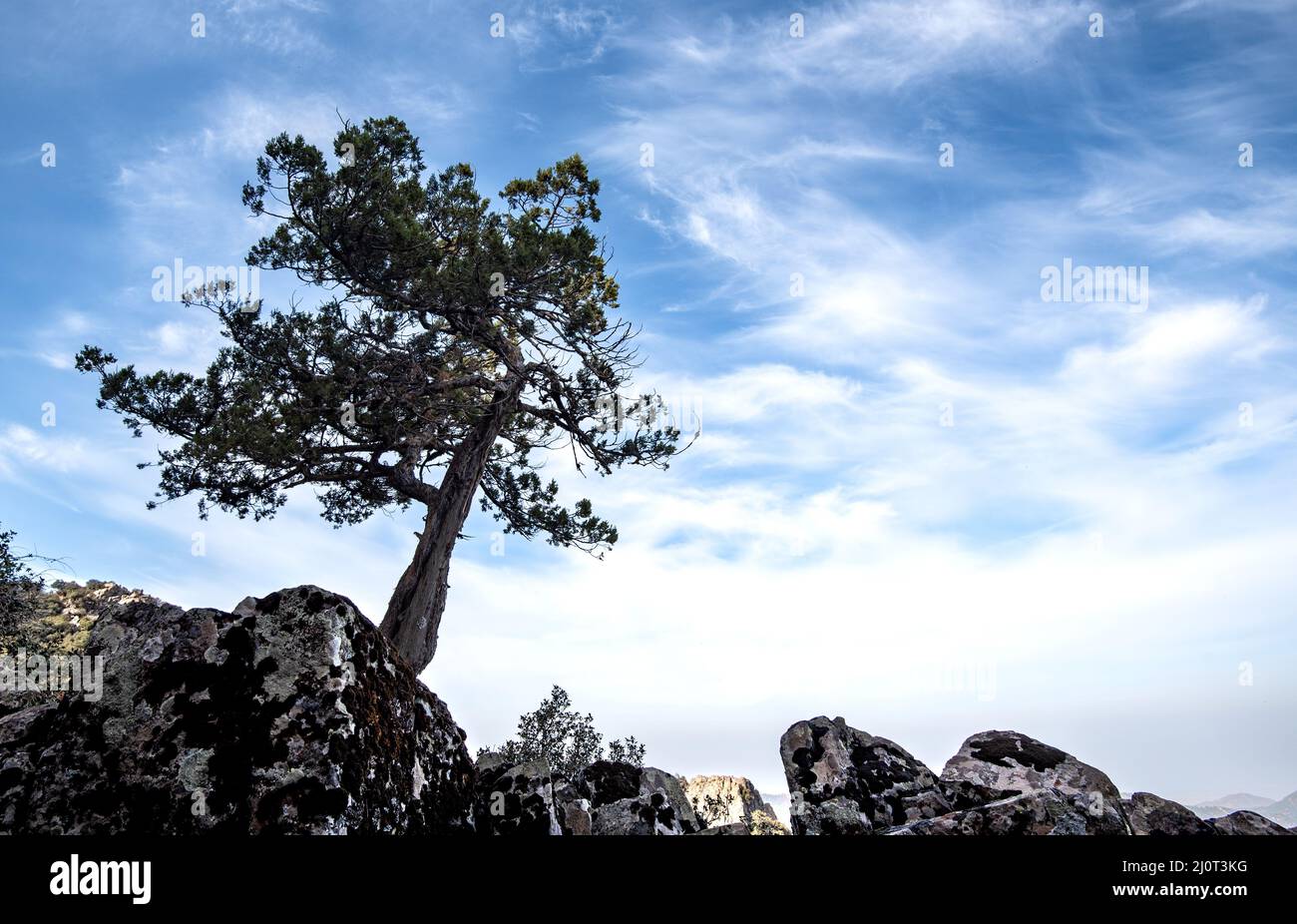 Lonely pine coniferous tree in forest isolated on blue cloudy sky. Nature landscape copy space. Stock Photo
