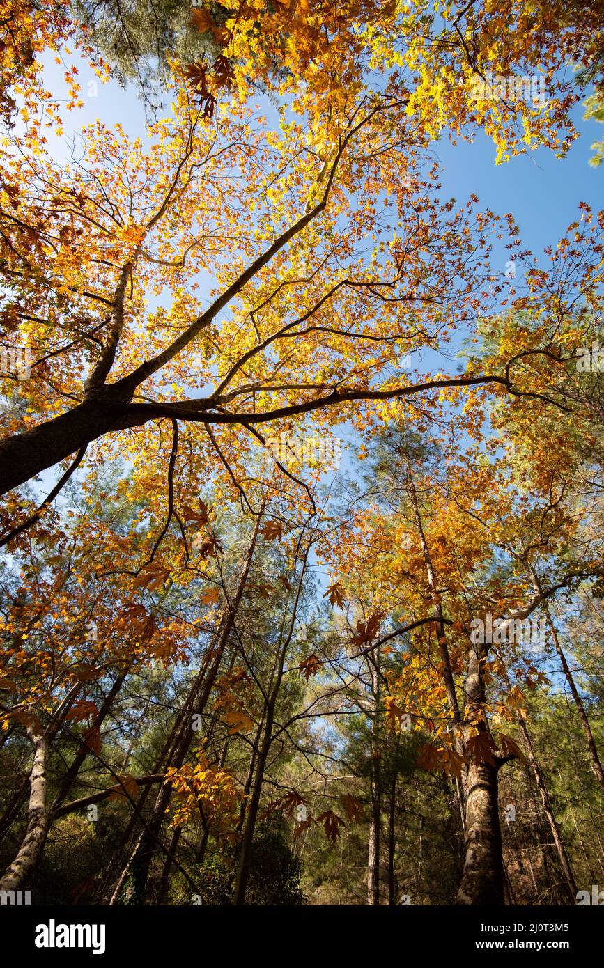 Maple tree with yellow leaves in autumn in a forest. Blue sky Stock Photo