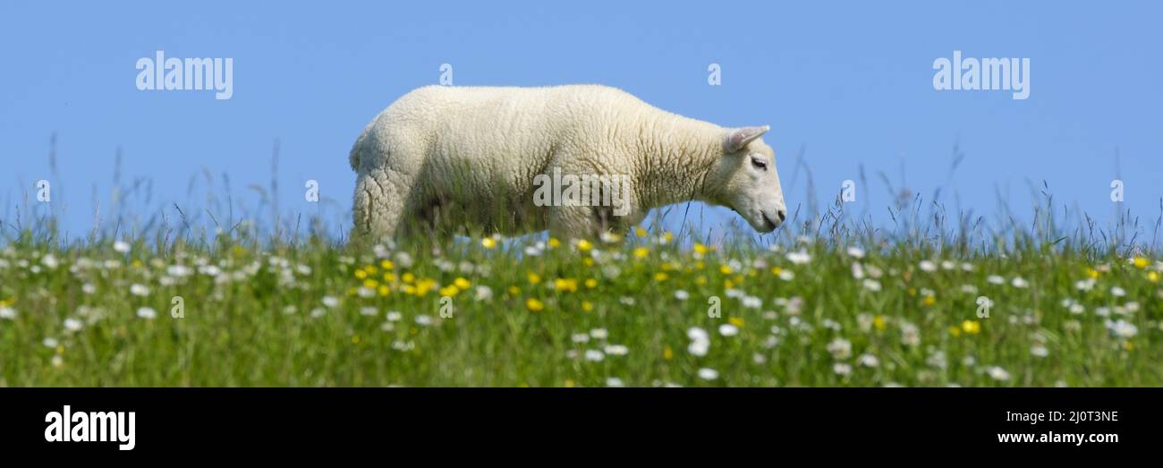 Sheep on meadow eating grass hi-res stock photography and images - Alamy