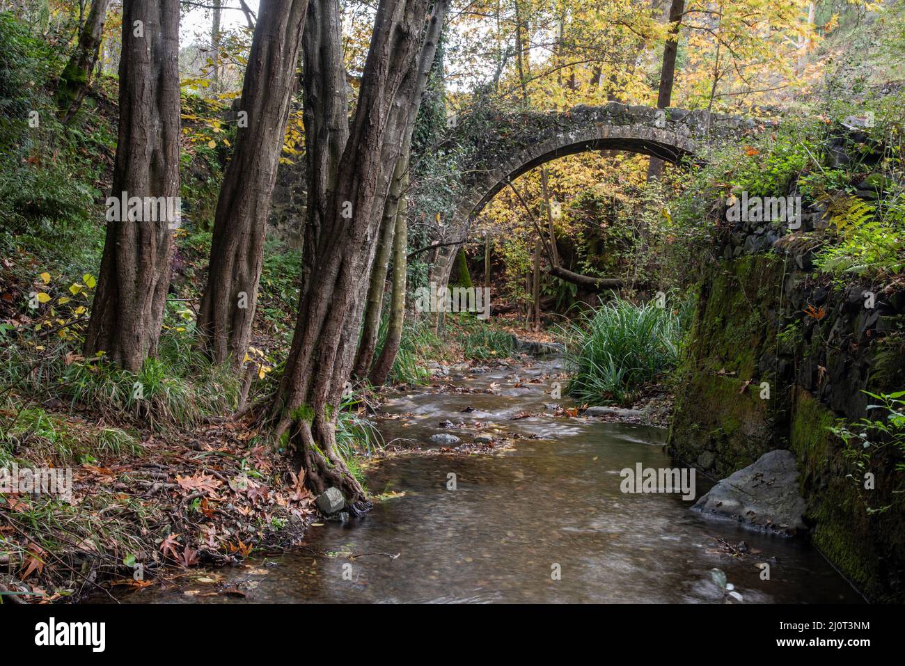 Autumn landscape in an ancient stoned bridge and yellow maple leaves on trees and ground. Stock Photo