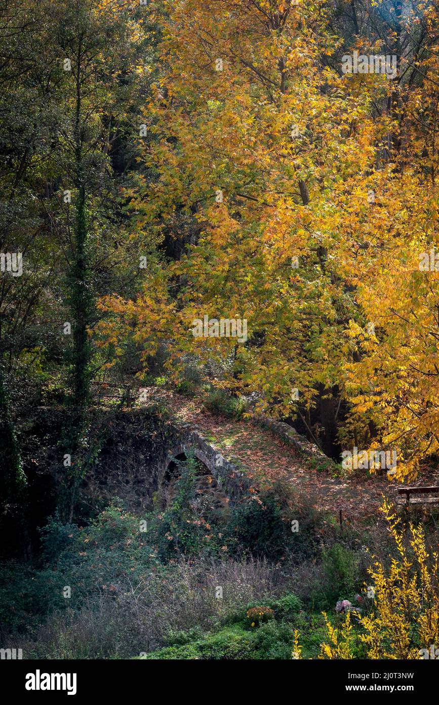 Autumn landscape in an ancient stoned bridge and yellow maple leaves on trees and ground. Stock Photo