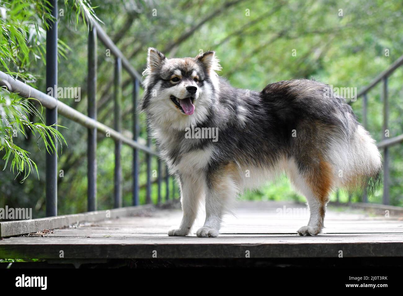 Portrait of a young Finnish Lapphund dog outdoors in nature Stock Photo ...