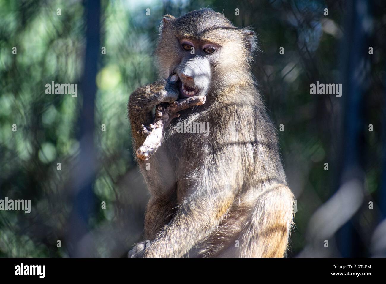 Closeup of a Yellow baboon in the zoo Stock Photo Alamy