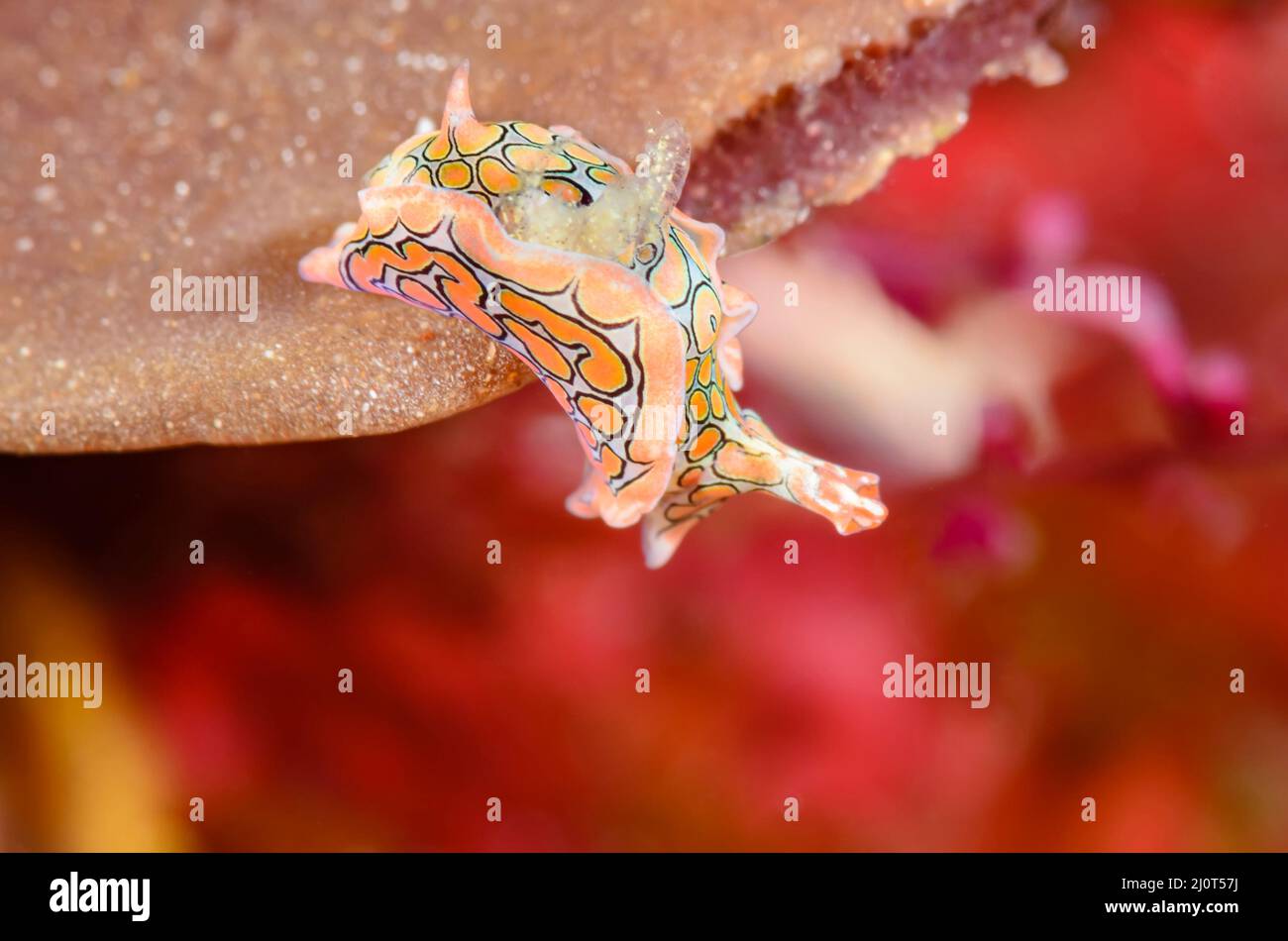 Headshield sea slug, Sagaminopteron psychedelicum, Alor, Nusa Tenggara, Indonesia, Pacific Stock Photo