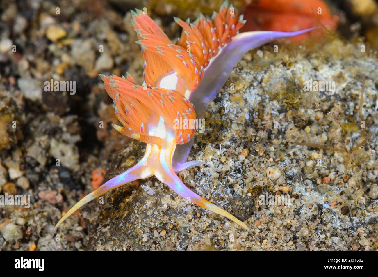 Sea slug or Nudibranch, Godiva sp., Alor, Nusa Tenggara, Indonesia, Pacific Stock Photo