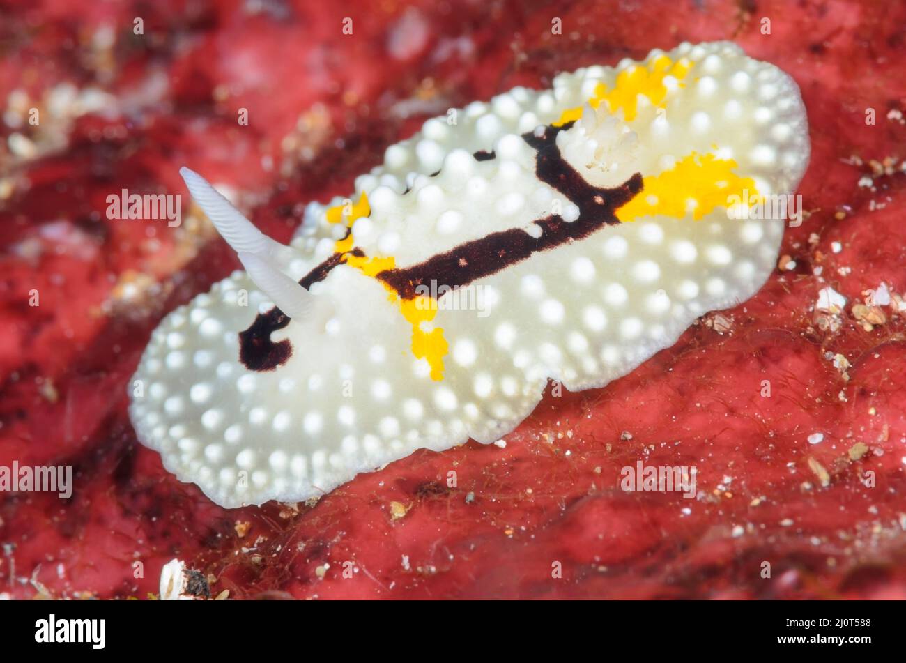 Sea slug or nudibranch, Aldisa albatrossae, Alor, Nusa Tenggara, Indonesia, Pacific Stock Photo