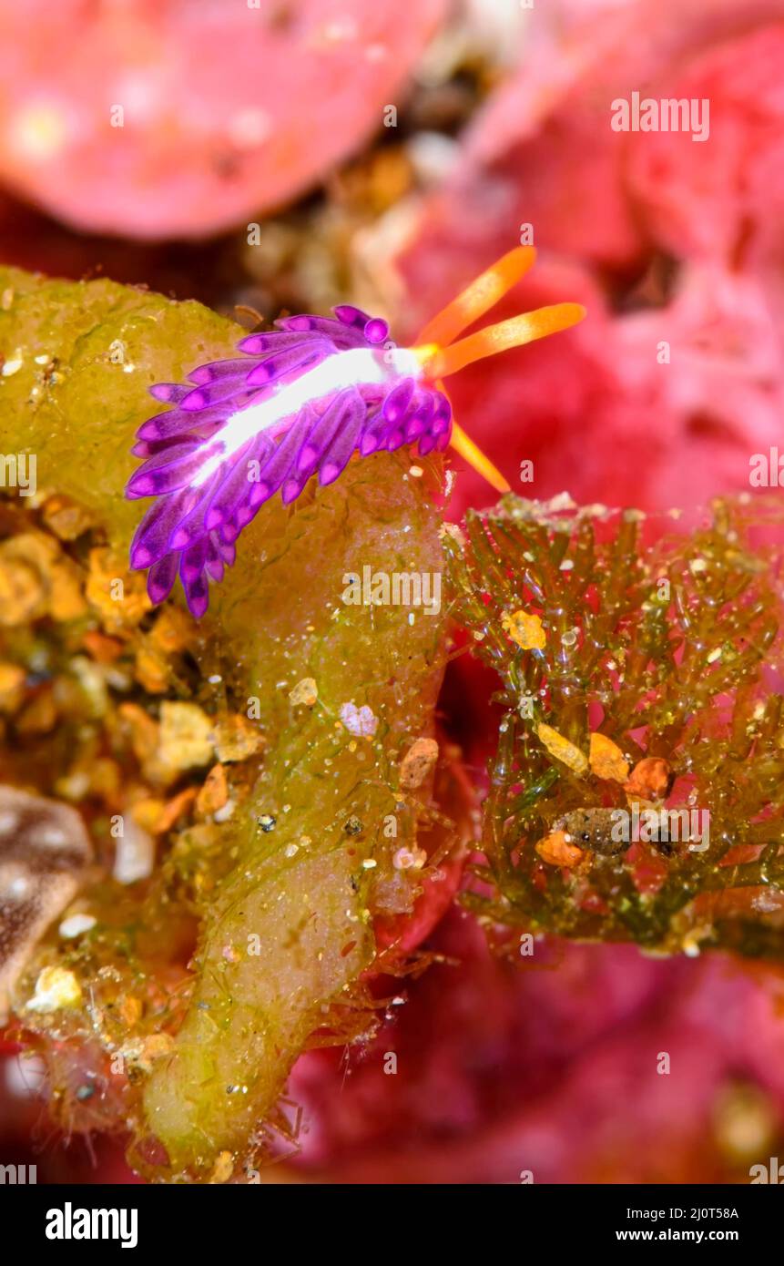 Sea slug or nudibranch, Antonietta sp., Alor, Nusa Tenggara, Indonesia, Pacific Stock Photo