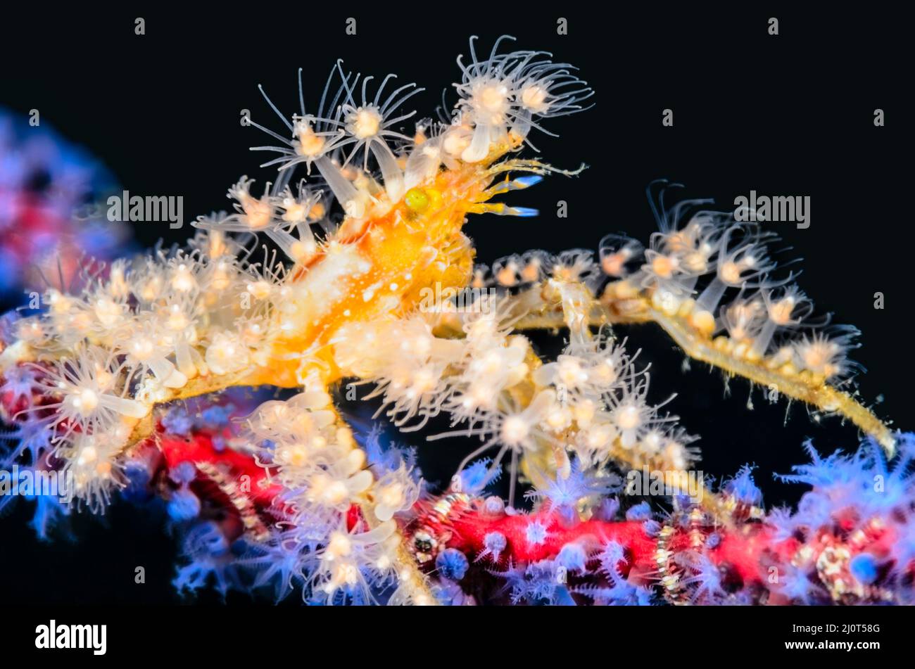 Hydroid decorator crab, Hyastenus sp. uses hydroids for camouflage and defense, Alor, Nusa Tenggara, Indonesia, Pacific Stock Photo