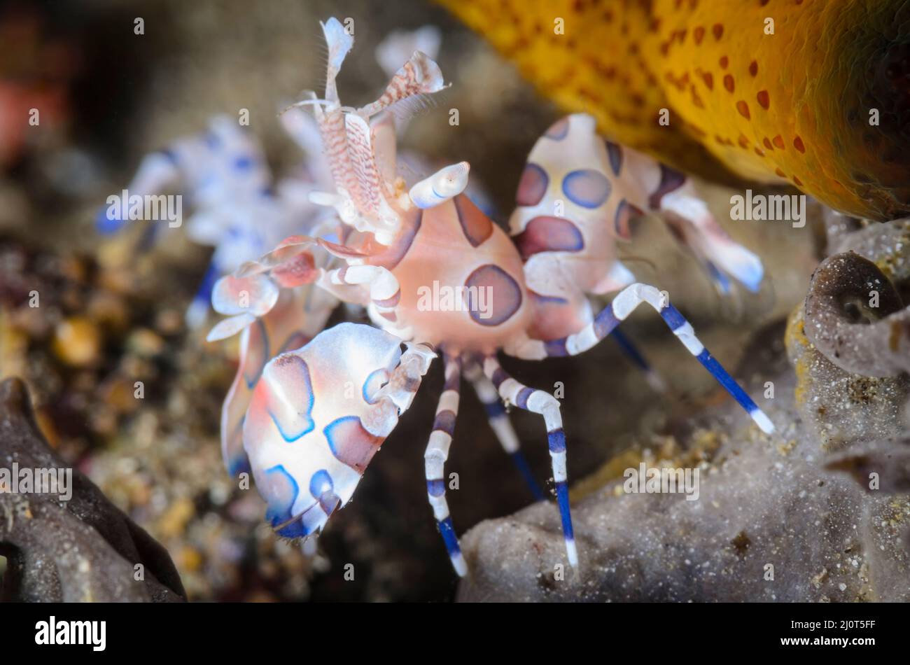 Harlequin shrimp, Hymenocera picta, Alor, Nusa Tenggara, Indonesia