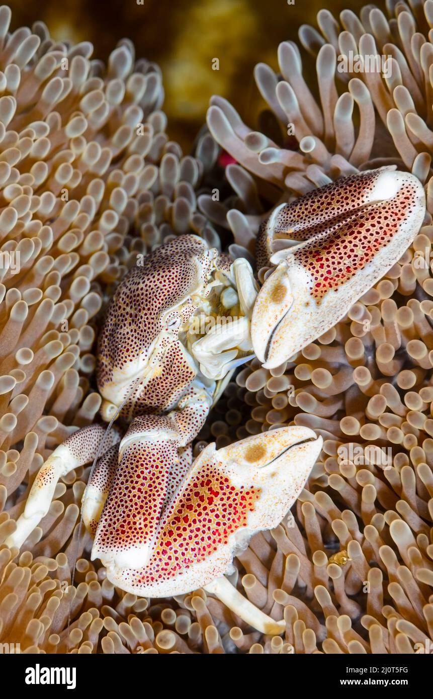 Spotted Porcelain Crab, Neopetrolithes maculatus, Alor, Nusa Tenggara, Indonesia, Pacific Stock Photo