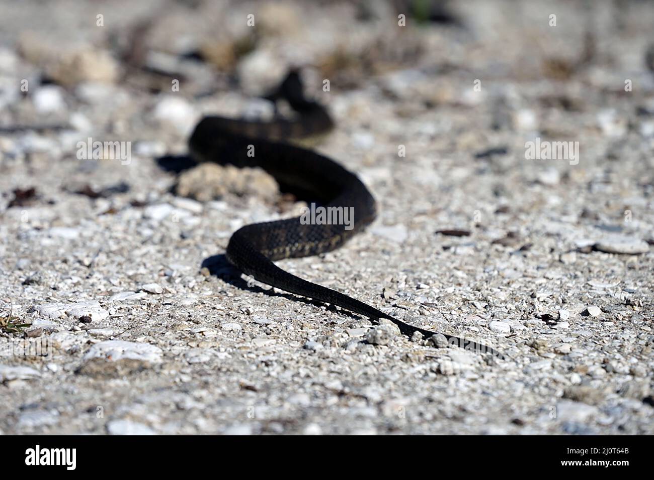 Mississippi green watersnake In Vero Beach Park Stock Photo