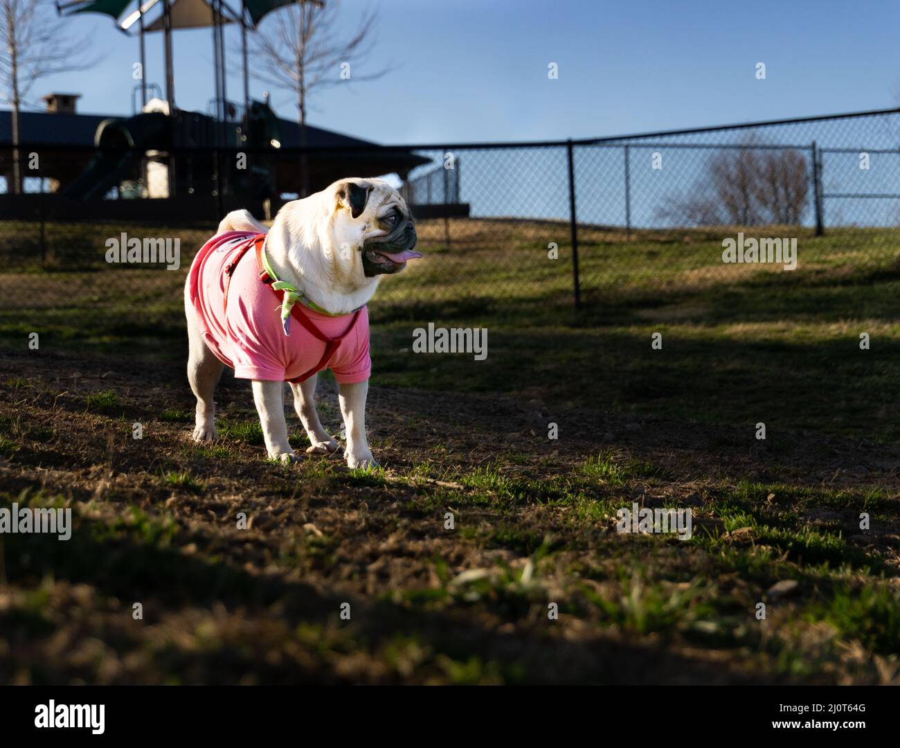A pug looks ahead to the new day. Stock Photo