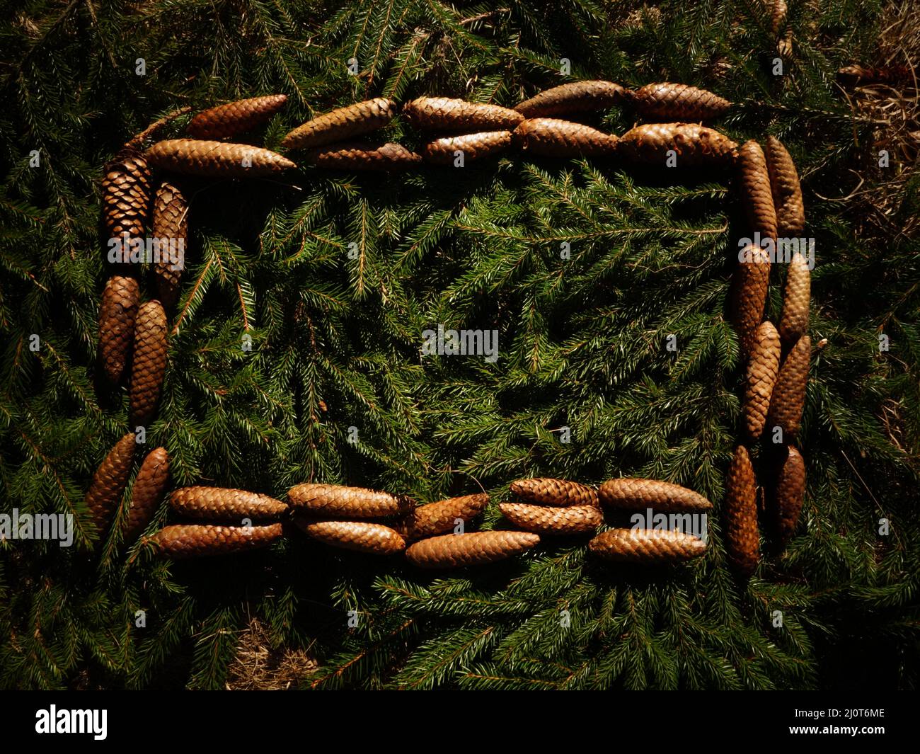 Decorative frame of spruce cones on fir branches or spruce sprigs suitable as background for adding text for a christmas card, a natural sign, message Stock Photo