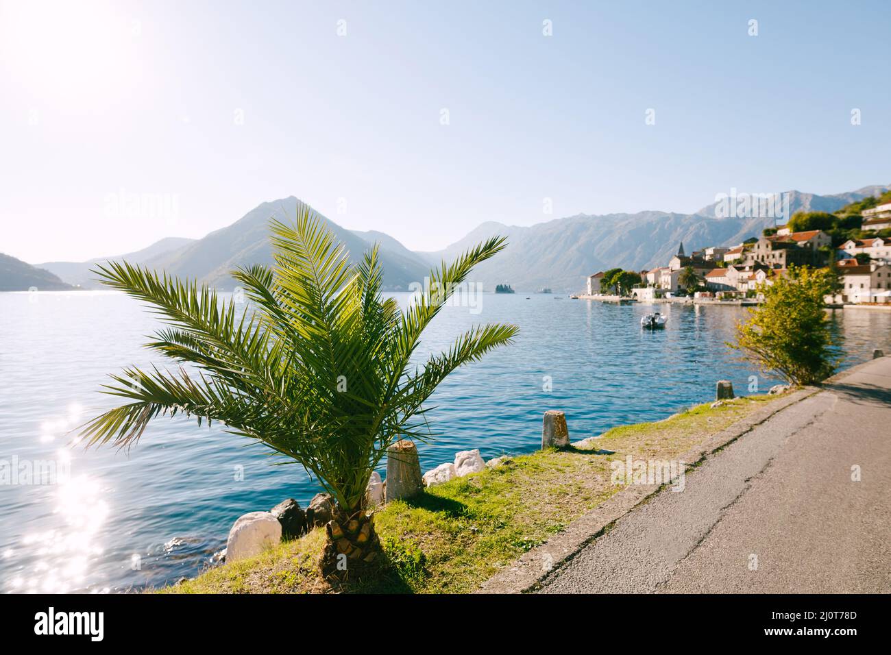 Perast promenade with beautiful green palm trees in the sun Stock Photo