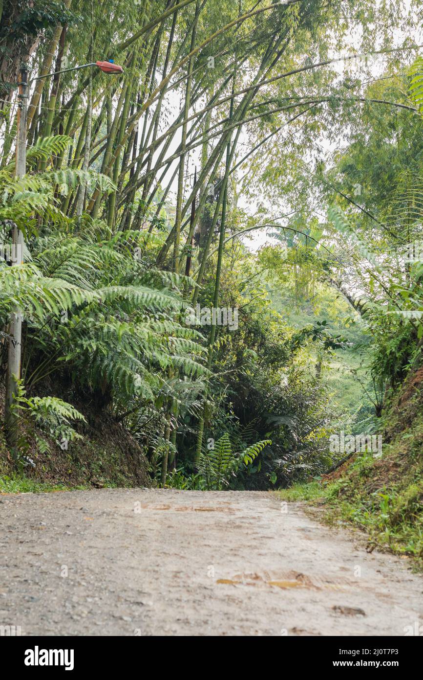 beautiful trail in the middle of a bamboo forest in colombia. dirt road in the middle of the colombian mountains, surrounded by trees and nature. tran Stock Photo