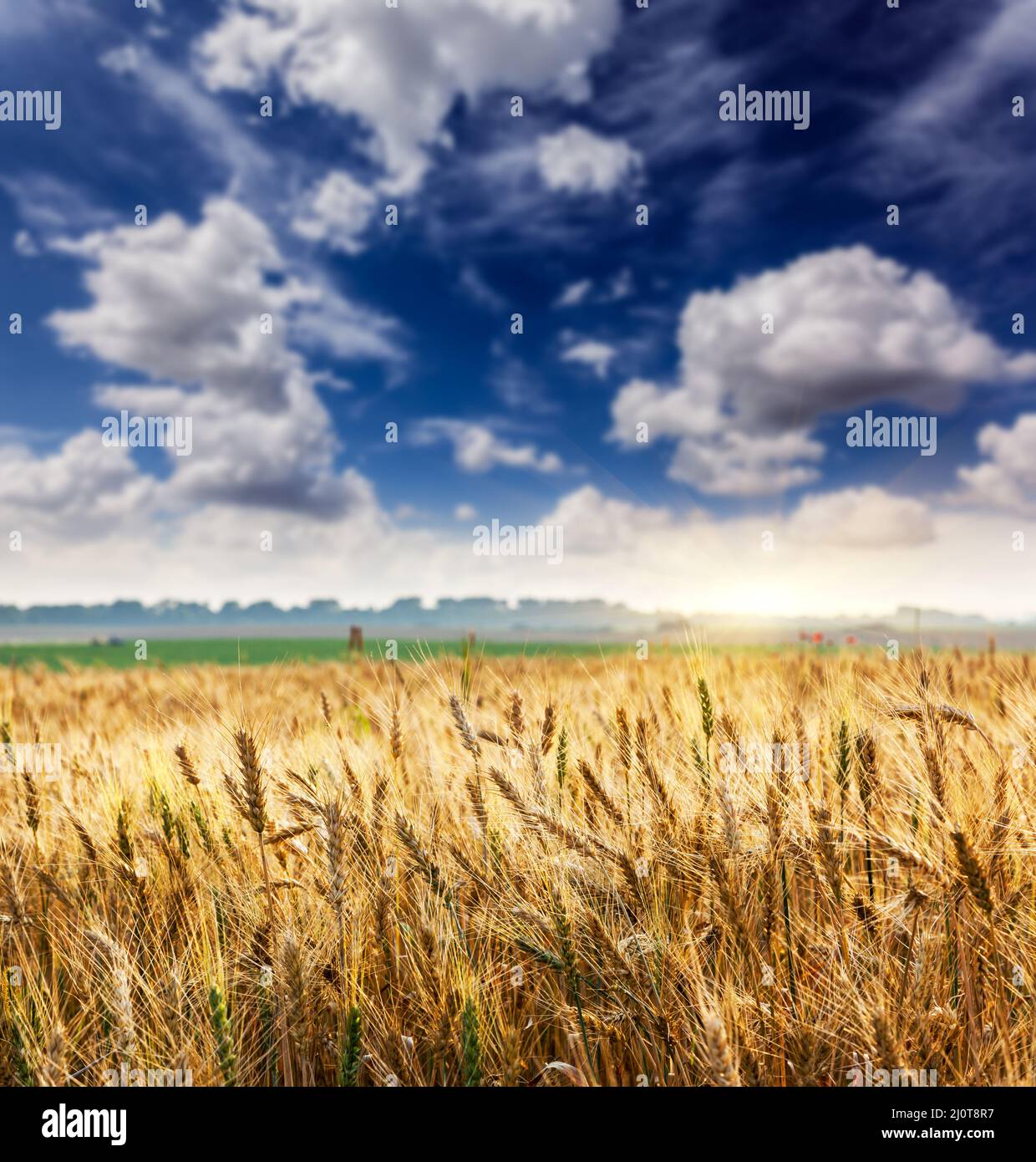 Ukraine Rye Field Fluffy rye field hi-res stock photography and images - Alamy