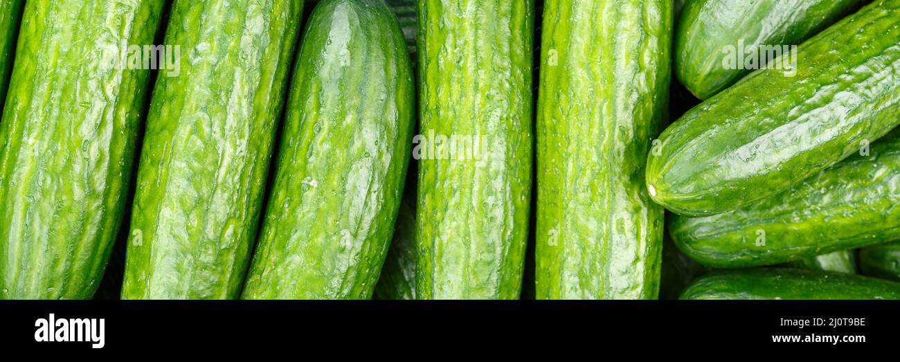 Cucumber cucumber vegetable background from above panorama Stock Photo