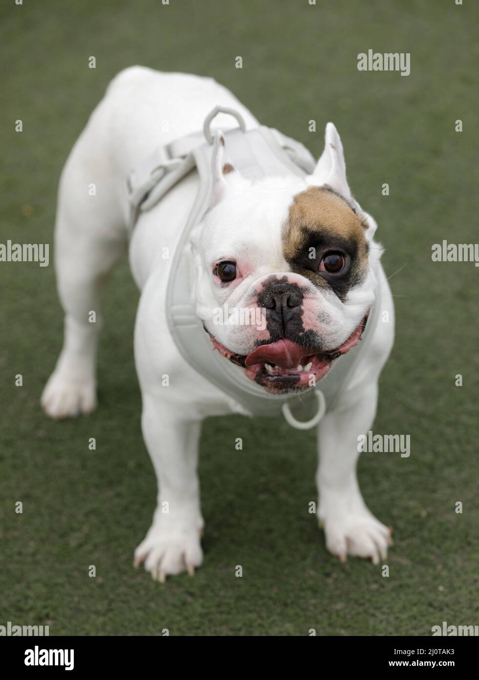 4YearsOld Pied Male Frenchie. Offleash dog park in Northern