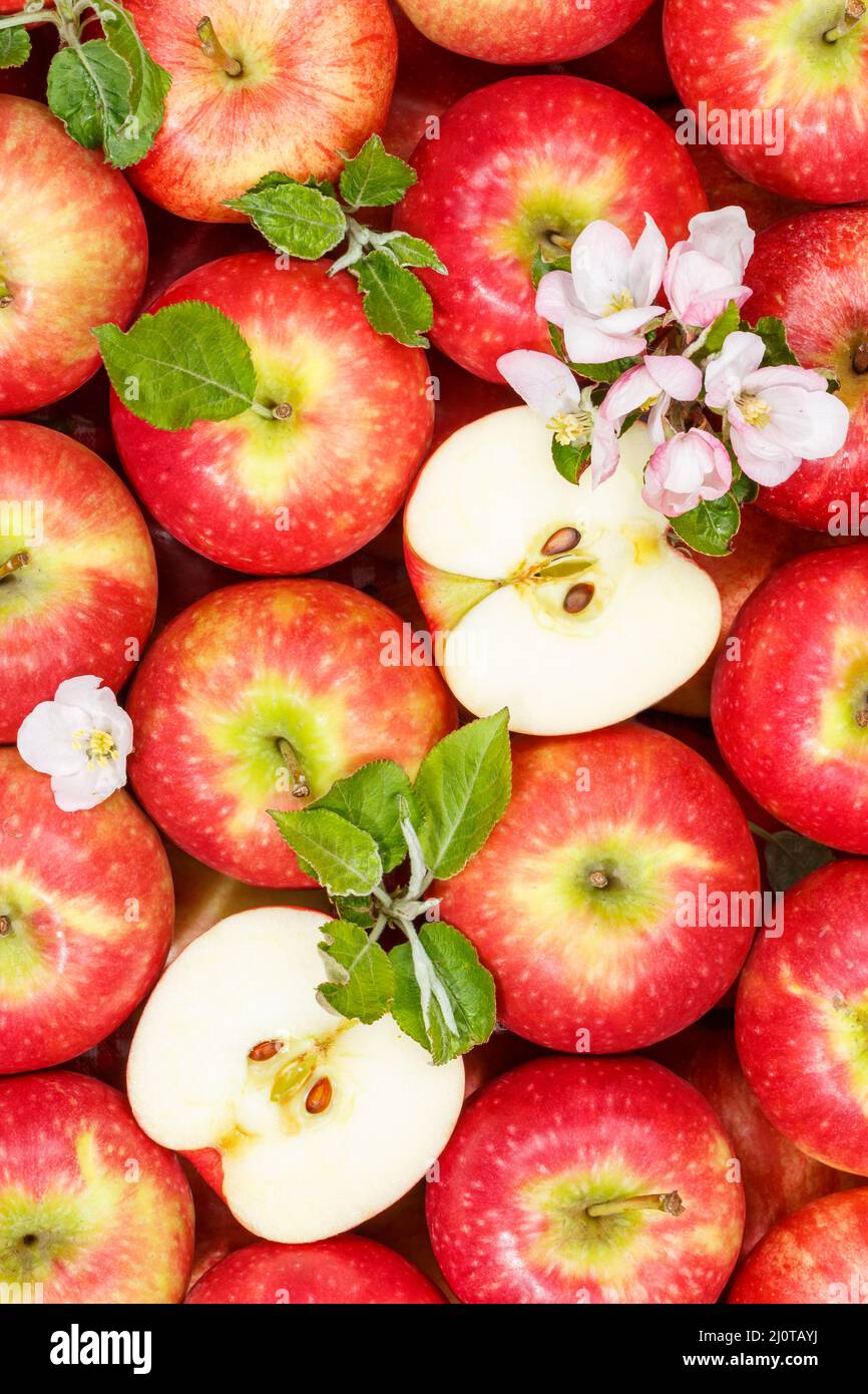 Apples fruits red apple fruit with flowers and leaves from above