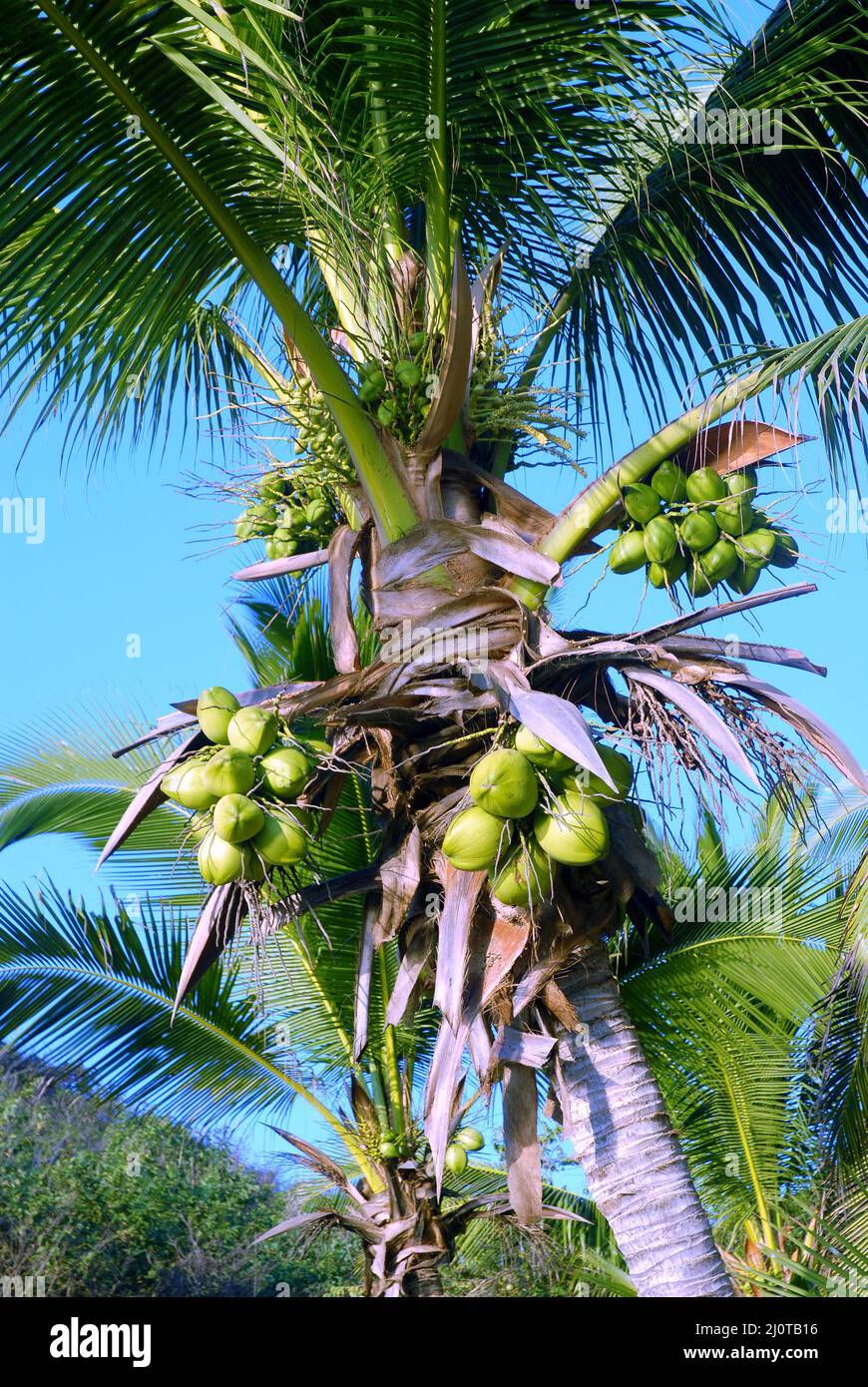Coconut tree in southern Mexico Stock Photo