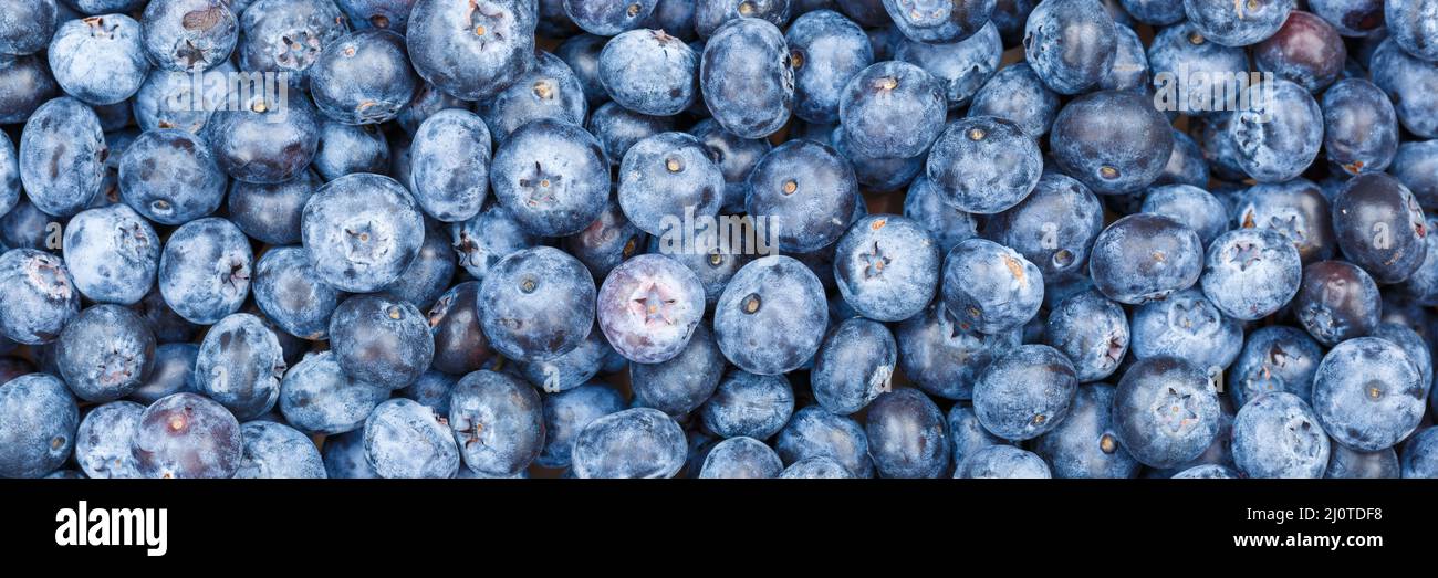 Blueberries blueberries berries fruits blueberry blueberry berry fruit background panorama Stock Photo
