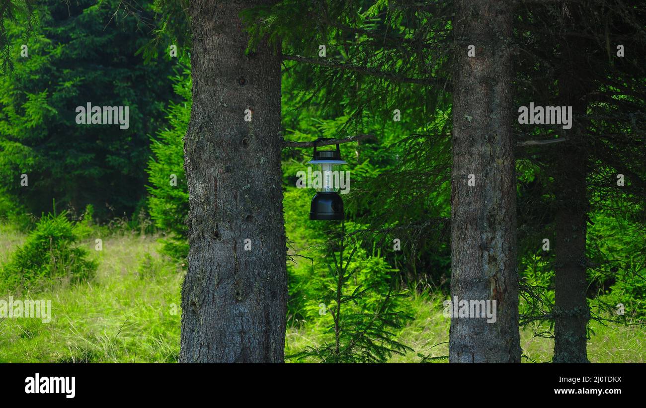 Wild shop tree lamp