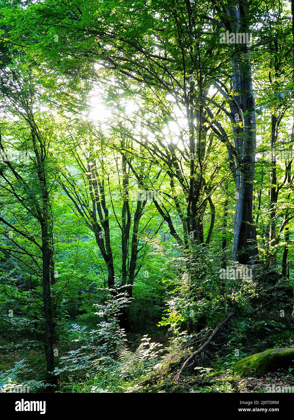 Sunlight penetrating a wild beech forest in Fagaras Mountains, Carpathia, Romania. Summer season. The forest is all green and full of luxuriant plants Stock Photo