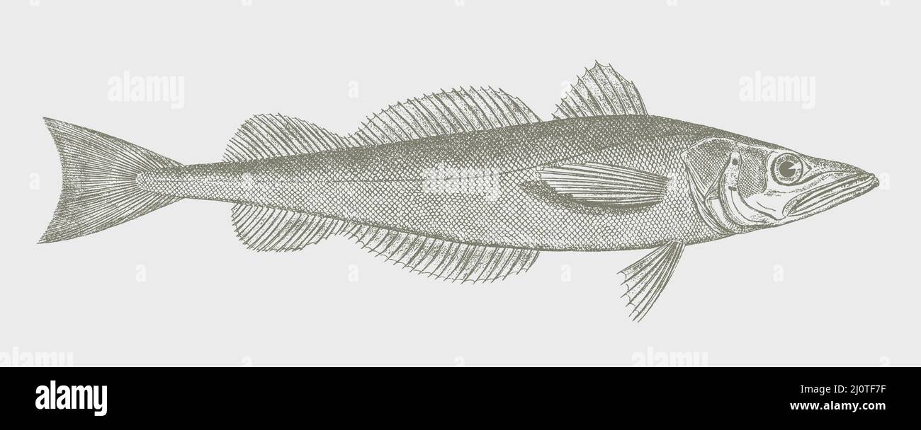 North Pacific hake merluccius productus, marine fish in side view Stock Vector