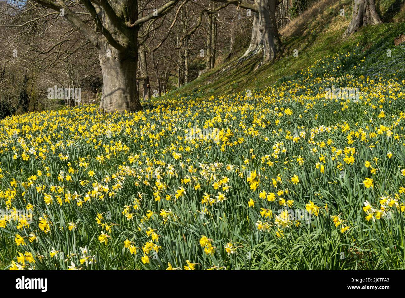 A profusion of daffodils at the Weir Garden, Herefordshire Stock Photo