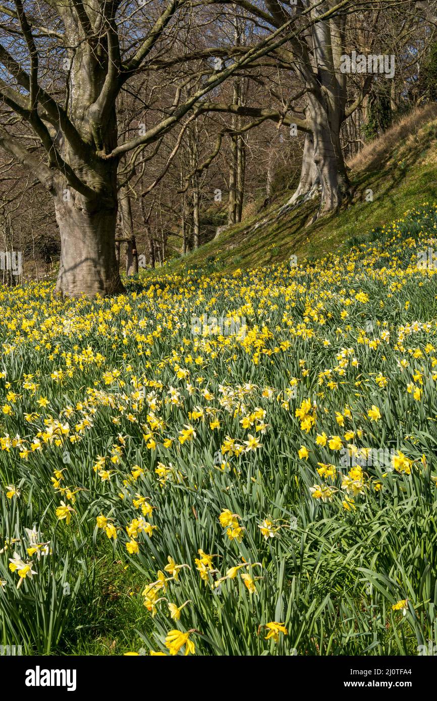 A profusion of daffodils at the Weir Garden, Herefordshire Stock Photo
