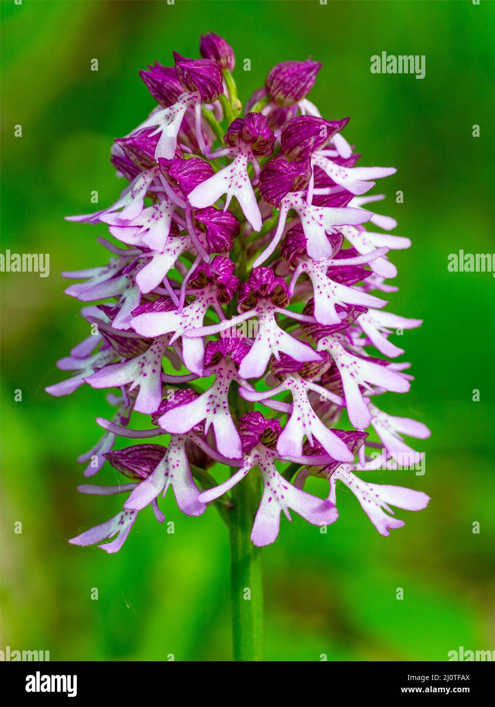 Beautiful flowering medicinal plant Orchis monkey close-up Stock Photo