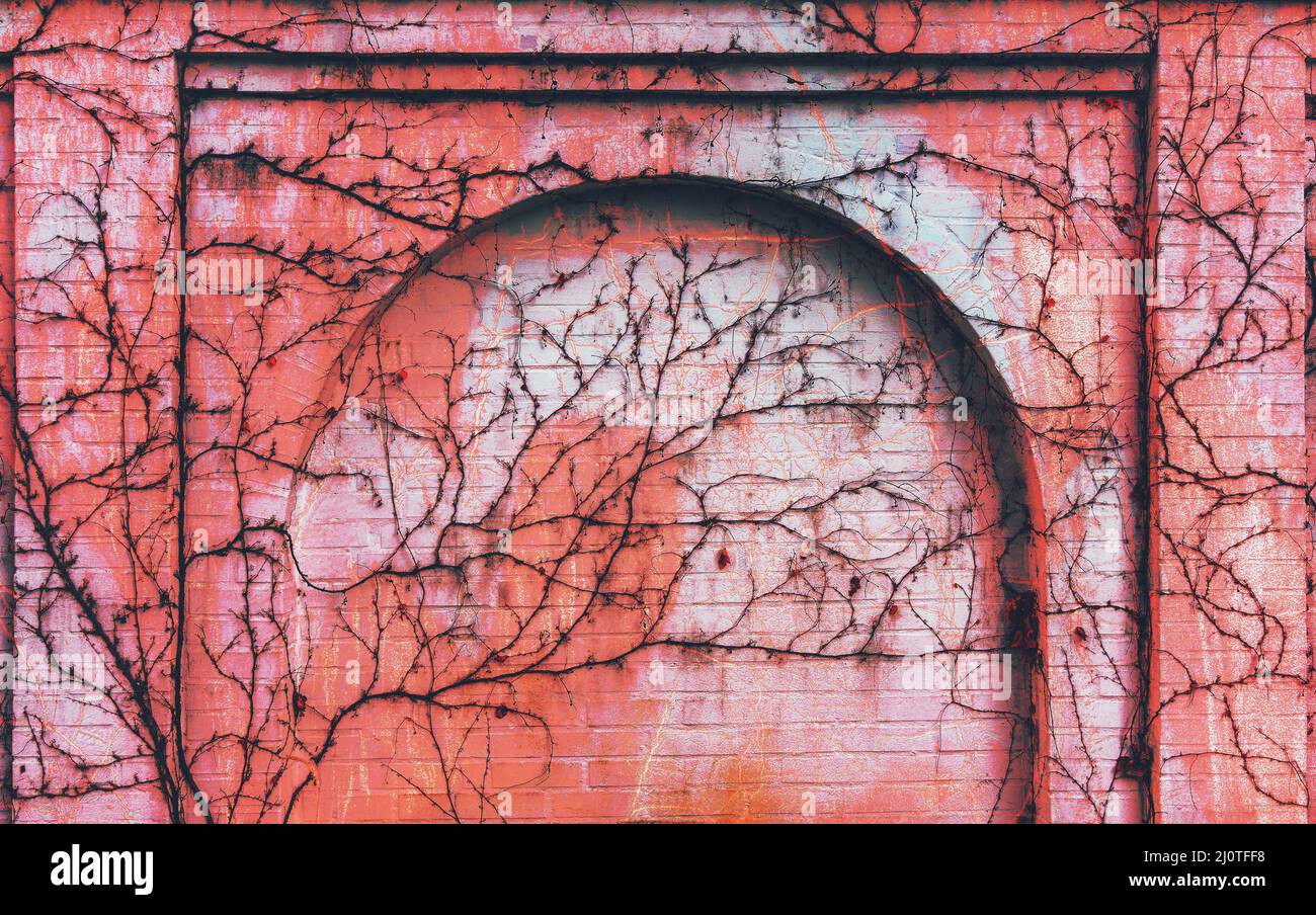 Brick wall with arch overgrown with climbing plants, toned in the color of living coral Stock Photo