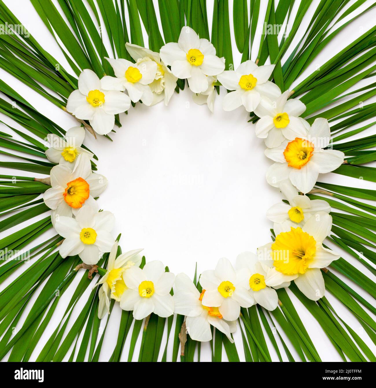 Floral pattern, round frame of daffodil flowers on a background of green leaves with white space for text, top view Stock Photo