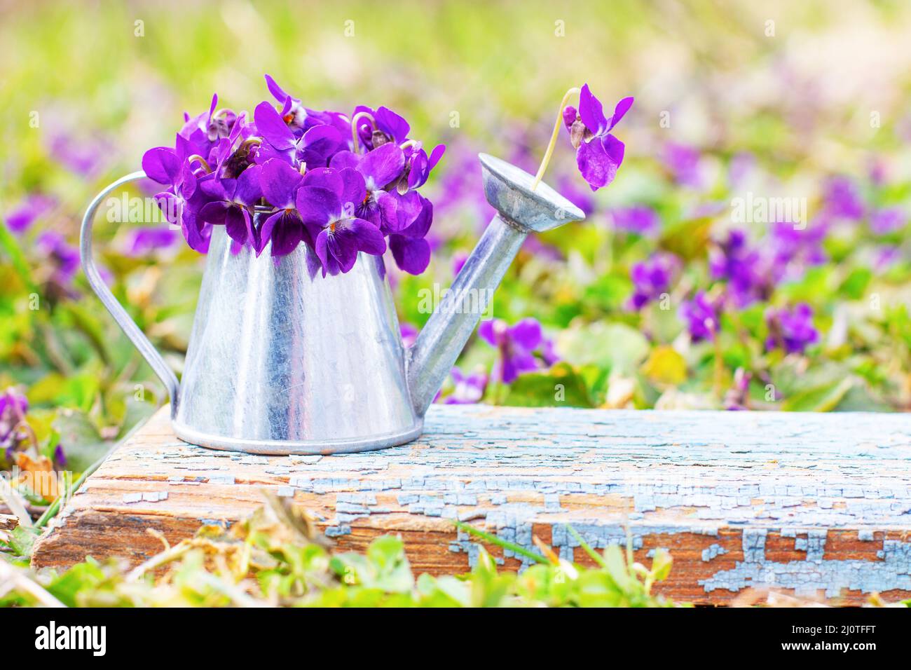 A bouquet of forest flowers of violets in a tin watering can on a blue wooden retro board on a flower meadow close-up with copy Stock Photo