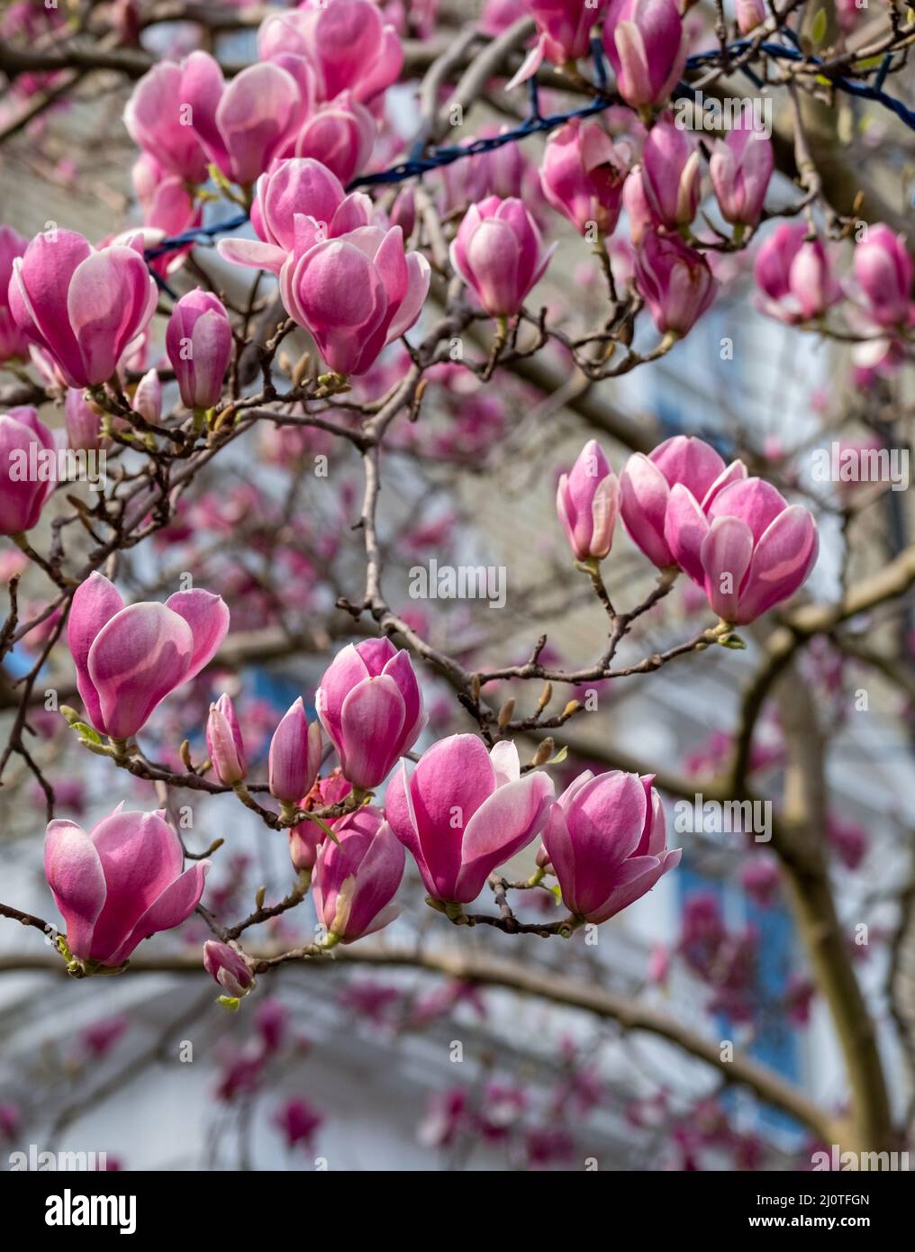 Close up of magnolia tree with delicate stunning pink flowers ...