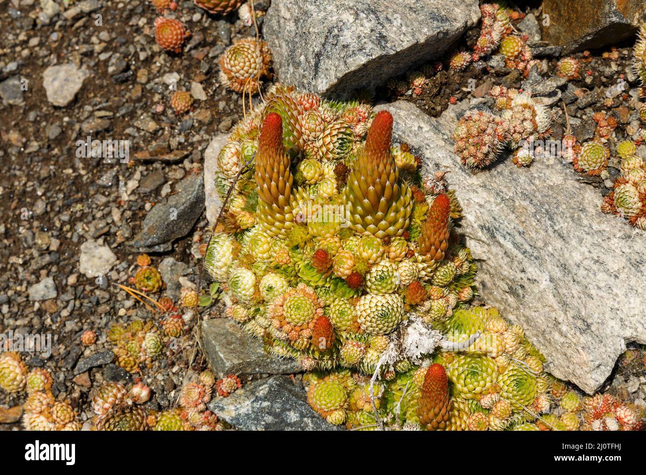 Orostachys spinosa. Wild plants on Lake Baikal. Stock Photo