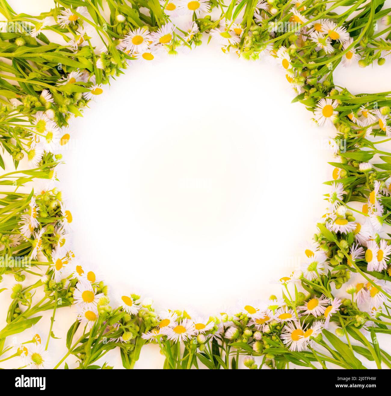 Round frame of daisies bushes on a white background with space for text, Flat lay top view Stock Photo