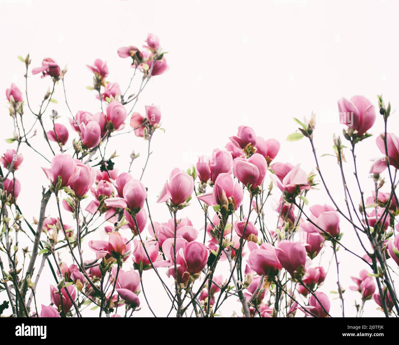 Tulip tree (Liriodendron tulipifera) with pink flowers close up Stock