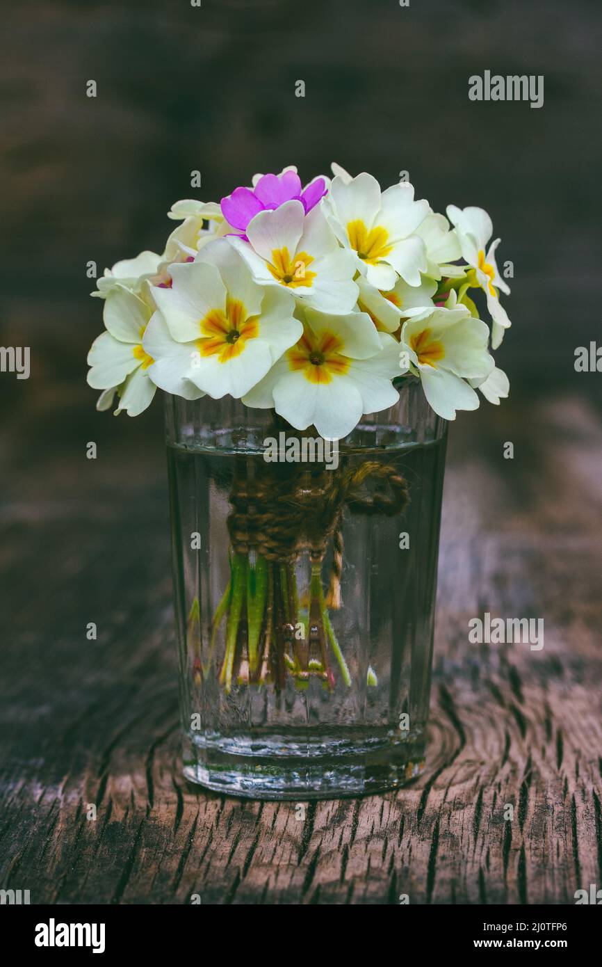 Bouquet of primrose flowers in a glass glass tumbler on an old vintage wooden background Stock Photo