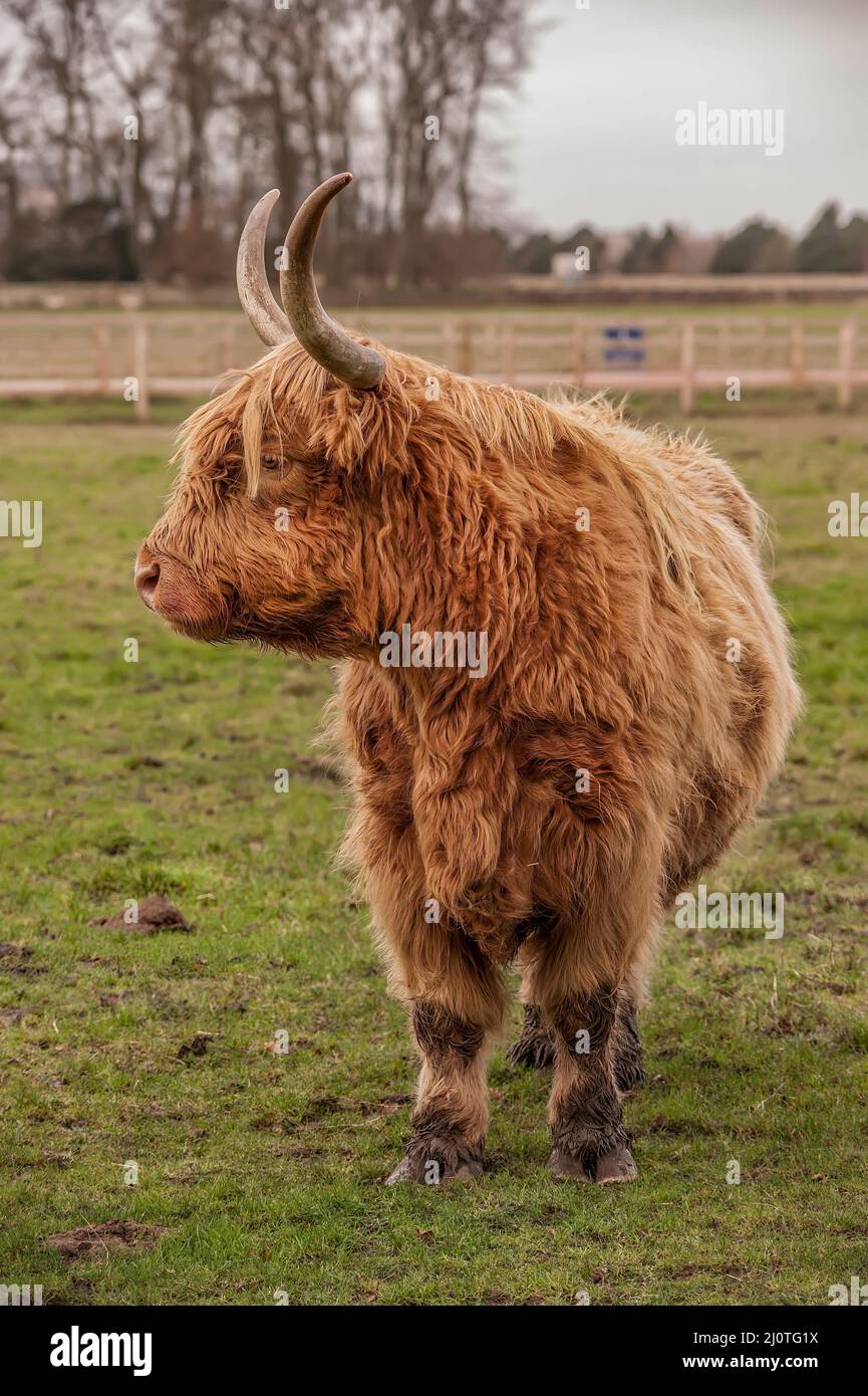 Highland cow in a field, close up in Scotland Stock Photo - Alamy