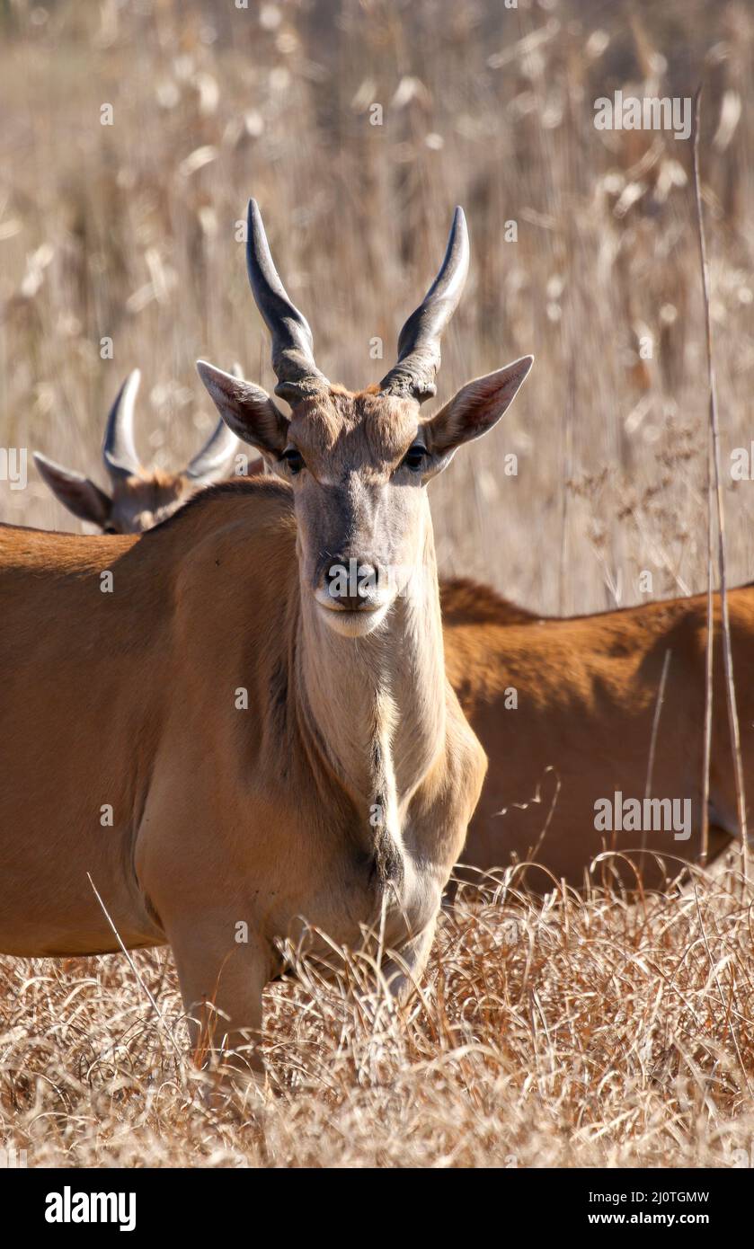 Eland Bull, Kruger National Park Stock Photo