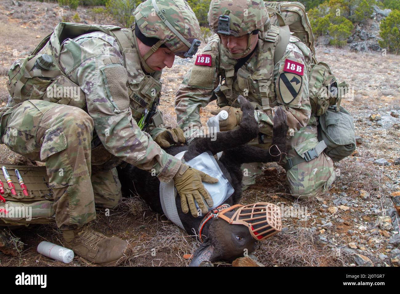Sgt. 1st Class Dain Neininger and Sgt. Chaise Rheinlander, 1st Cavalry  Division, assess a canine casualty during the Sgt. Maj. Jack L. Clark Jr. U.S.  Army Best Medic Competition, Jan. 25, 2022,